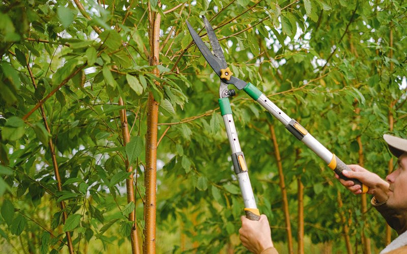 Tree trimming in Blanchardville, WI